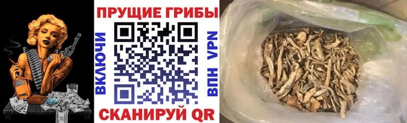 omg   Рязань  Галлюциногенные грибы MAGIC MUSHROOMS 